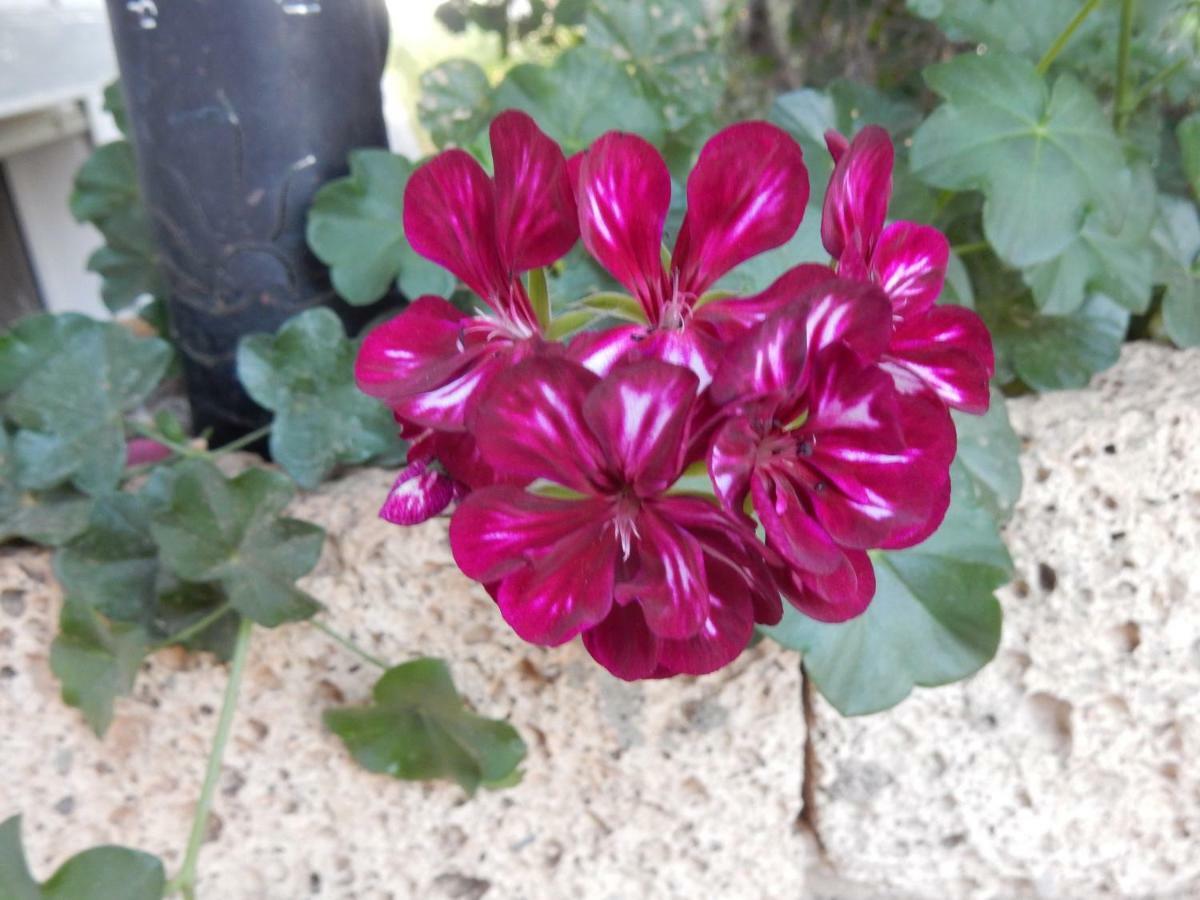 סן מיגל דה אבונה Finca Florida מראה חיצוני תמונה